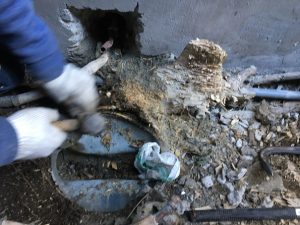 木の根を除去する
