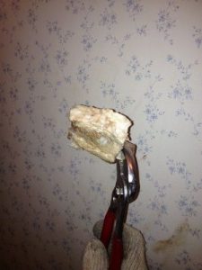 便器から取り出したスポンジ